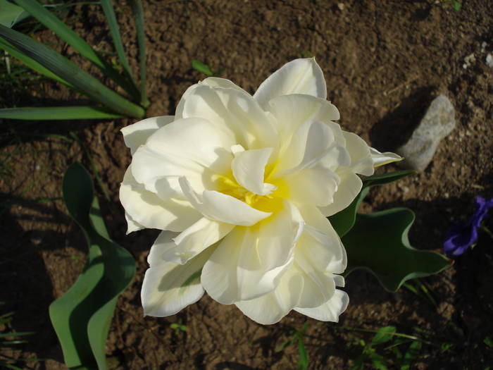 Tulipa Schoonoord (2009, April 17)