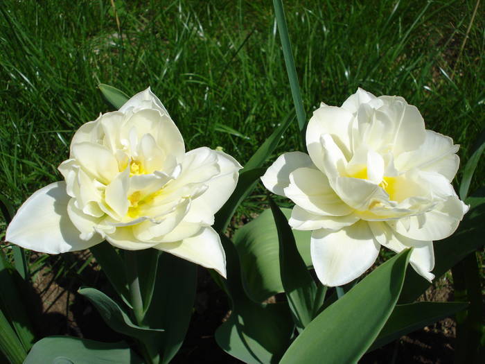 Tulipa Schoonoord (2009, April 18) - Tulipa Schoonoord