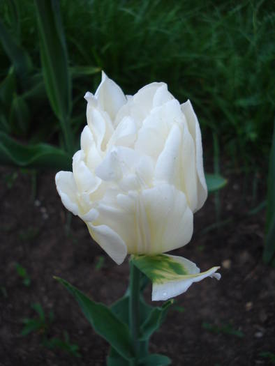 Tulipa Schoonoord (2009, April 19)