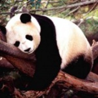 poze_animale_salbatice-urs-panda-1-150x150