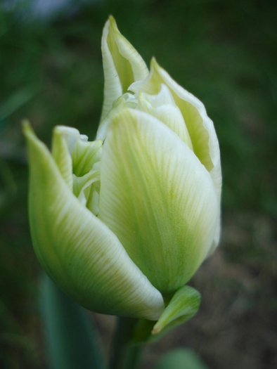 Tulipa Schoonoord (2010, April 18) - Tulipa Schoonoord