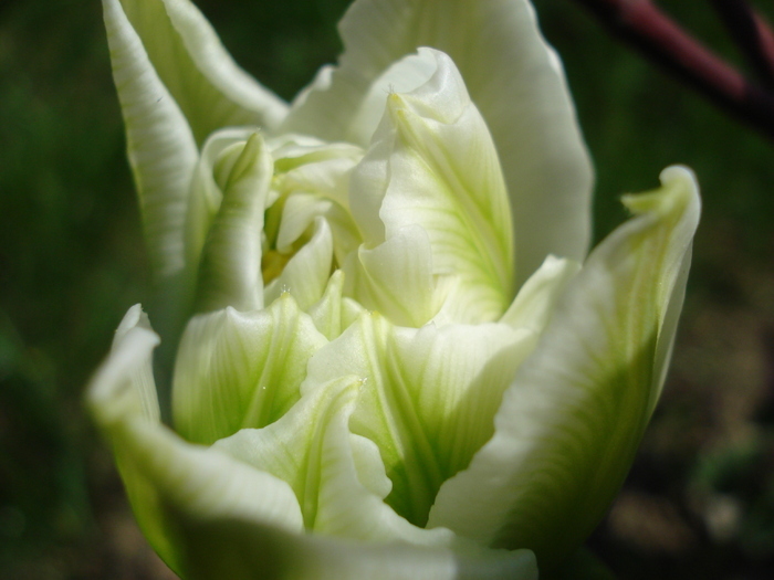 Tulipa Schoonoord (2010, April 18)