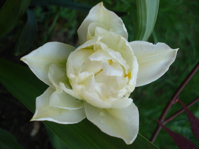 Tulipa Schoonoord (2010, April 21)