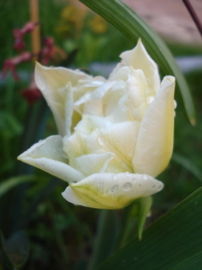 Tulipa Schoonoord (2010, April 21)