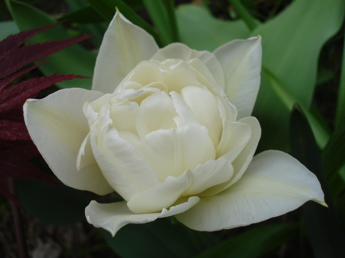 Tulipa Schoonoord (2010, April 23)