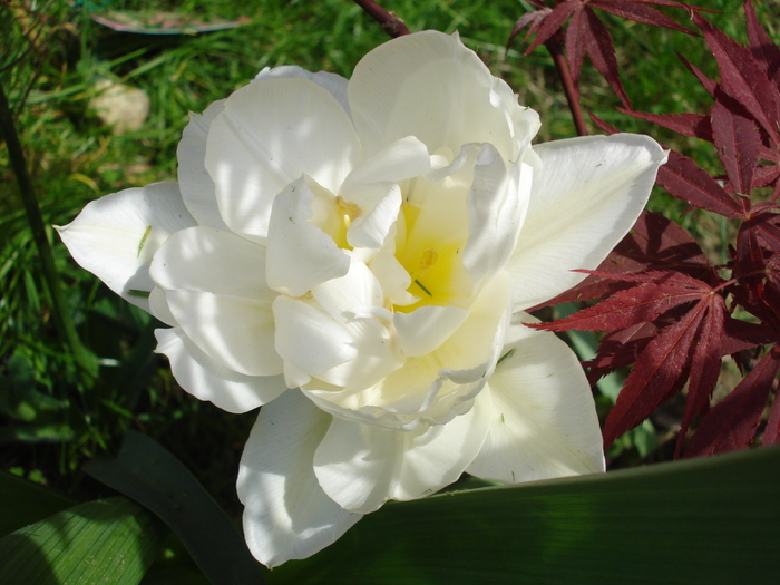 Tulipa Schoonoord (2010, April 24)