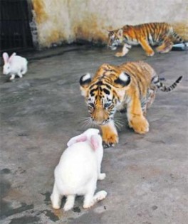 poze-haioase-poze-tigri-iepuri-dragute-pui-252x300 - tigrisori