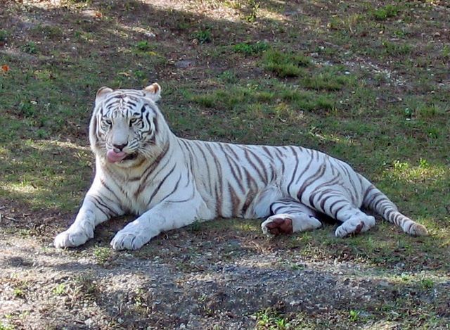 tigrul_siberian - tigrisori