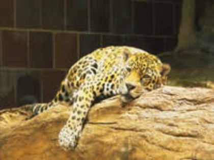 296 - poze leoparzi