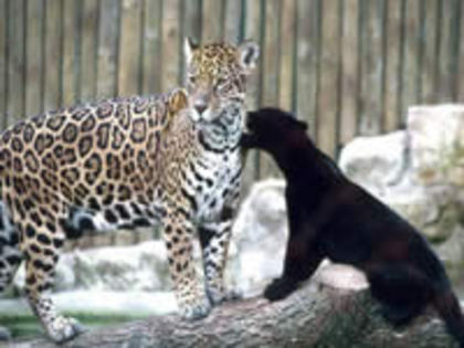 297 - poze leoparzi
