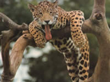 299 - poze leoparzi