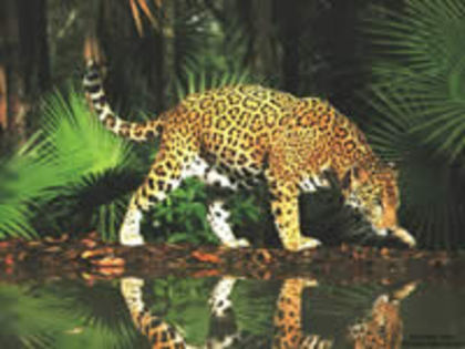 300 - poze leoparzi