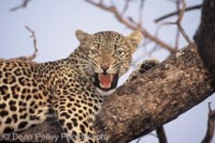leopard_1 - poze leoparzi