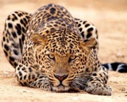 leopard_3 - poze leoparzi