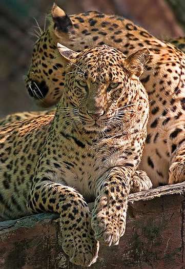leoparzi - poze leoparzi