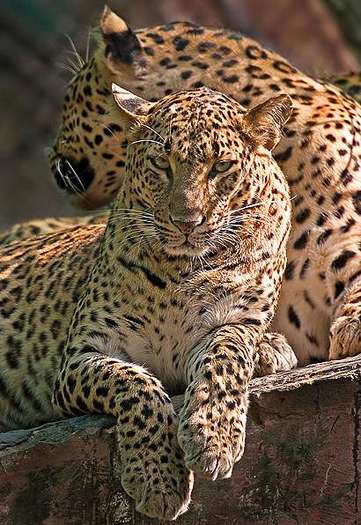 leoparzi