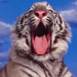 poze_animale_salbatice-tigru-alb-150x150 - poze leoparzi