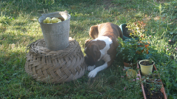 Al naibi pui ce bine s-a ascuns - Vicious dog BOXER