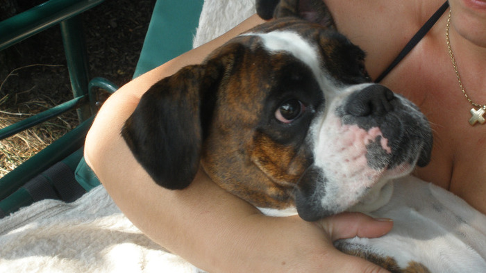 Iubeala mare; Iubeala mare
