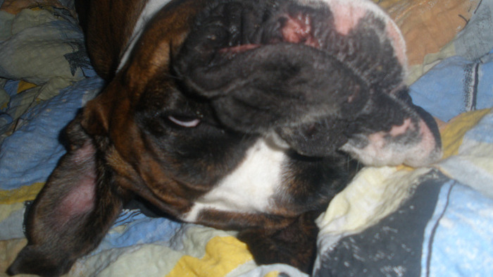 Am falci. Te oftici? - Vicious dog BOXER