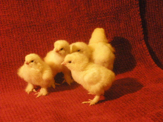 Brahma Herminat Deschis