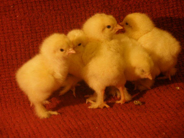 Brahma Herminat Deschis