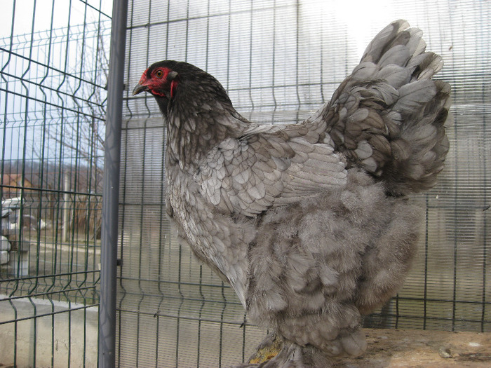 gaina brahma albastru 2010; poze martie 2011
