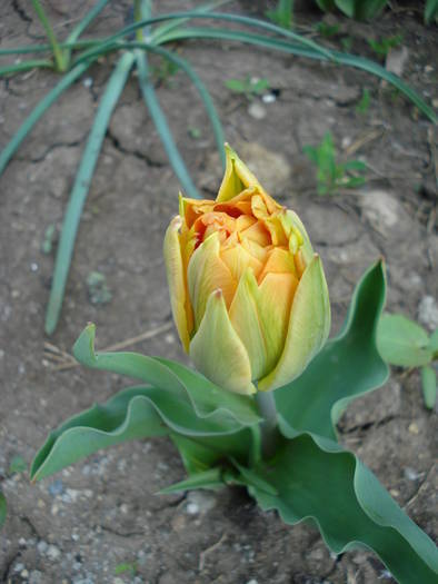 Tulipa Willem van Oranje (2009, April 11) - Tulipa Willem van Oranje