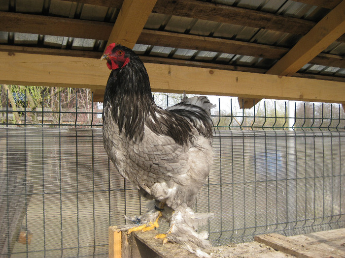 cocos brahma albastru 2010; poze martie 2011

