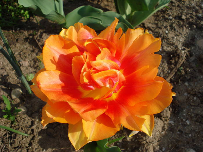 Tulipa William of Orange (2009, April 17) - Tulipa Willem van Oranje