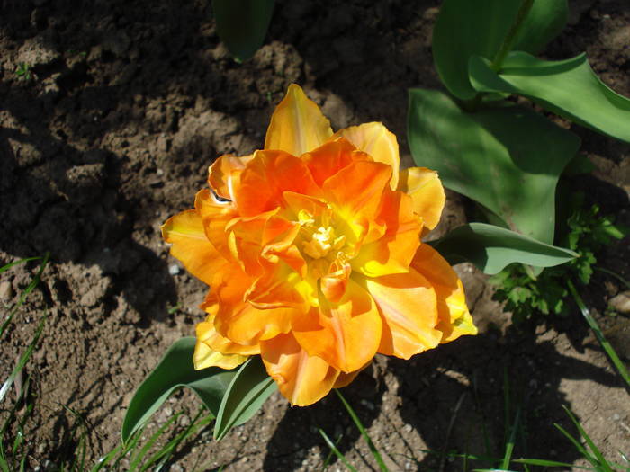 Tulipa Willem van Oranje (2009, April 18)