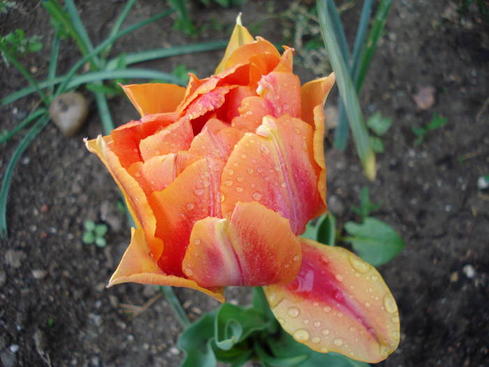 Tulipa Willem van Oranje (2009, April 19) - Tulipa Willem van Oranje
