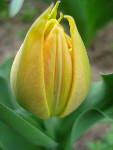 Tulipa Willem van Oranje (2010, April 15) - Tulipa Willem van Oranje