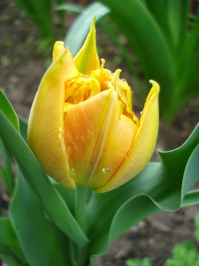 Tulipa Willem van Oranje (2010, April 15)