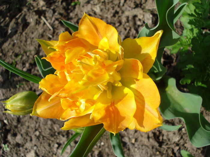 Tulipa Willem van Oranje (2010, April 16) - Tulipa Willem van Oranje