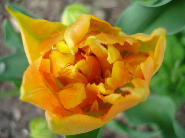 Tulipa Willem van Oranje (2010, April 16) - Tulipa Willem van Oranje