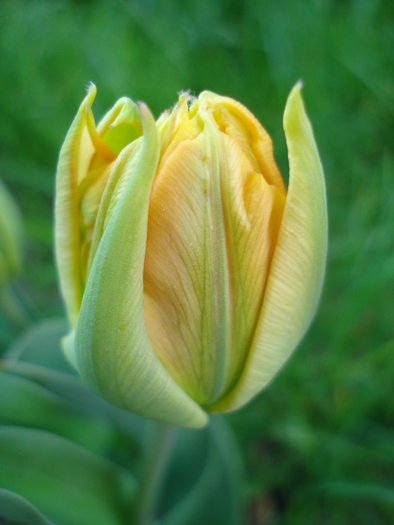 Tulipa Willem van Oranje (2010, April 18) - Tulipa Willem van Oranje