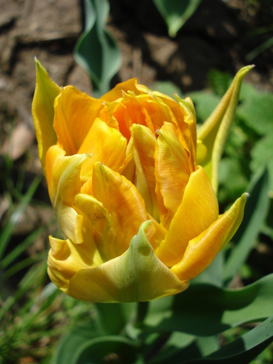 Tulipa Willem van Oranje (2010, April 18) - Tulipa Willem van Oranje