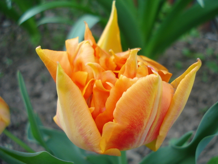 Tulipa Willem van Oranje (2010, April 18) - Tulipa Willem van Oranje