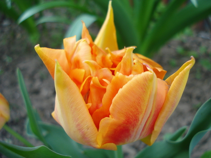 Tulipa Willem van Oranje (2010, April 18)