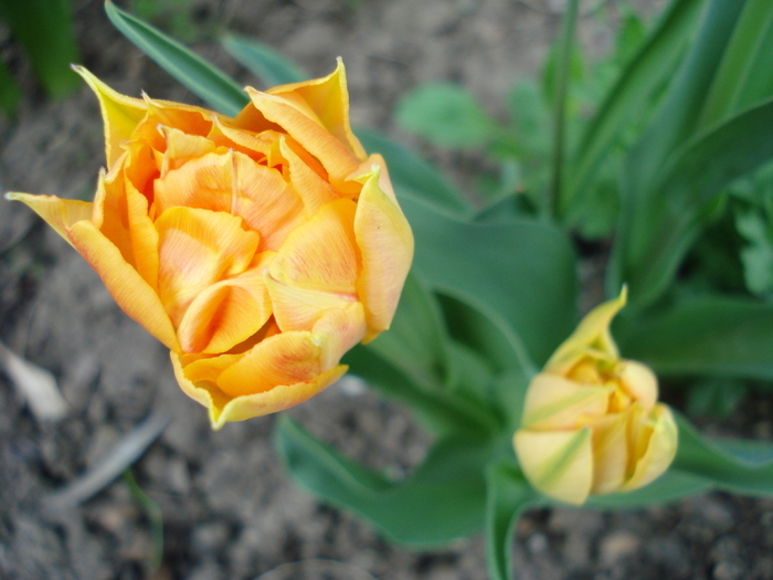 Tulipa Willem van Oranje (2010, April 18) - Tulipa Willem van Oranje