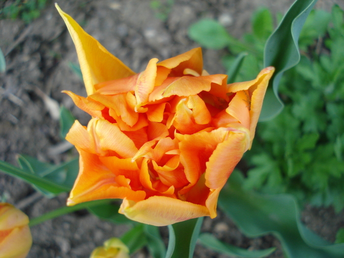 Tulipa Willem van Oranje (2010, April 18)