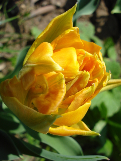 Tulipa Willem van Oranje (2010, April 18)