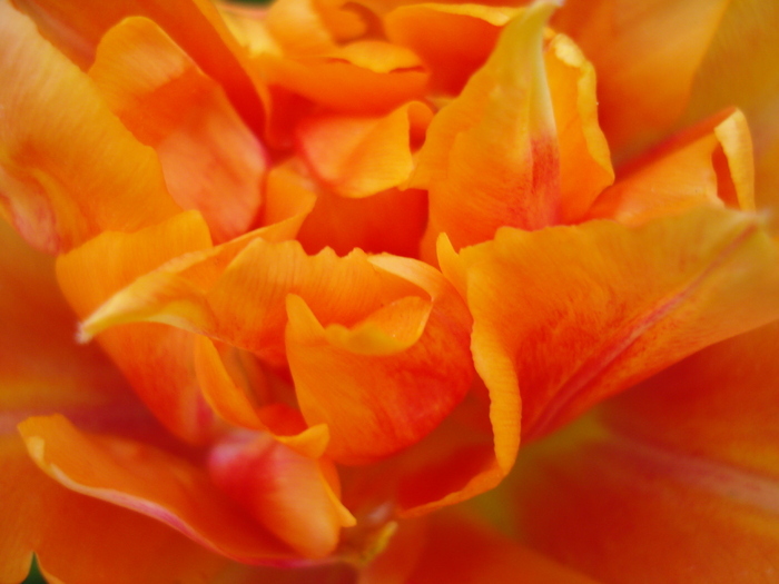 Tulipa Willem van Oranje (2010, April 18) - Tulipa Willem van Oranje