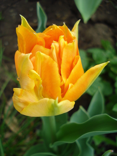 Tulipa Willem van Oranje (2010, April 18) - Tulipa Willem van Oranje