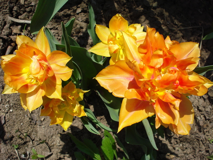 Tulipa Willem van Oranje (2010, April 18)