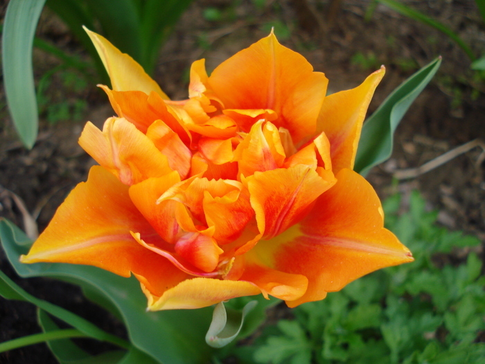 Tulipa Willem van Oranje (2010, April 18) - Tulipa Willem van Oranje