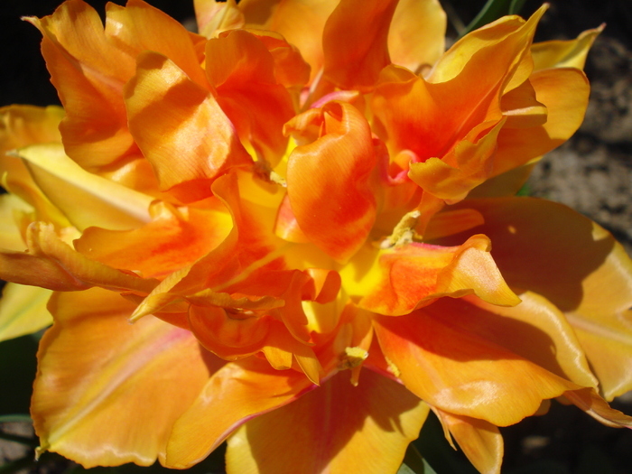 Tulipa Willem van Oranje (2010, April 18)