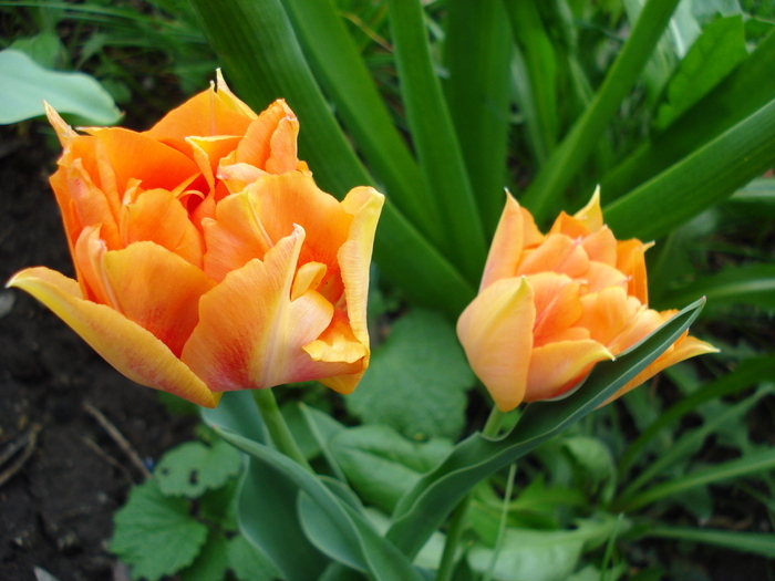 Tulipa Willem van Oranje (2010, April 23)