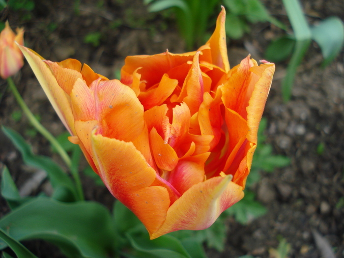 Tulipa Willem van Oranje (2010, April 23) - Tulipa Willem van Oranje